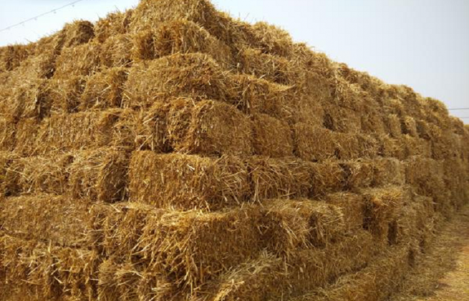 Tallo de la paja/del maíz del trigo/cadena de producción de madera de la pelotilla del heno de la alfalfa capacidad de 500KG/H